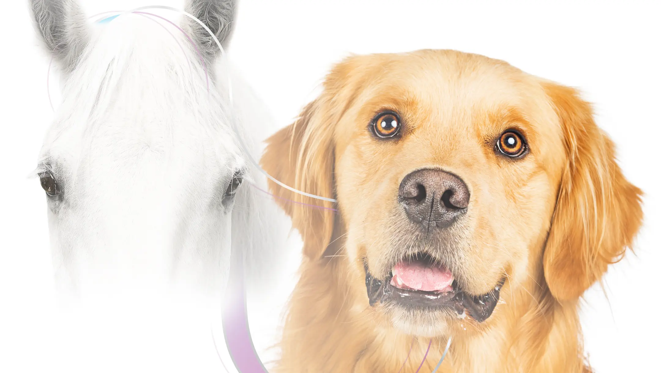 Ferakin Ophthamology